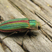 Golden Buprestid Beetle - Photo (c) Harsi Parker, some rights reserved (CC BY-NC), uploaded by Harsi Parker