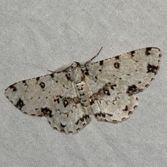 Ophthalmitis herbidaria