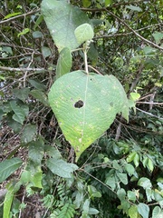 Macaranga involucrata
