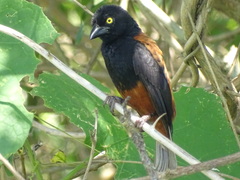 Ploceus castaneofuscus