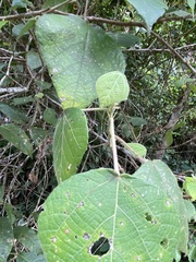 Macaranga involucrata