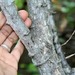 Havardia platyloba - Photo (c) Daniel H. Janzen. Guanacaste Dry Forest Conservation Fund.，保留部份權利CC BY-NC-SA