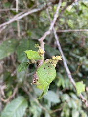 Macaranga involucrata