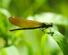 Calopteryx splendens