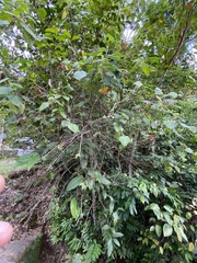 Macaranga involucrata