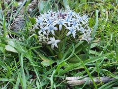 Scilla peruviana