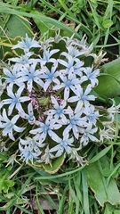 Scilla peruviana