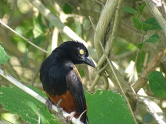 Ploceus castaneofuscus