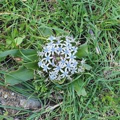 Scilla peruviana