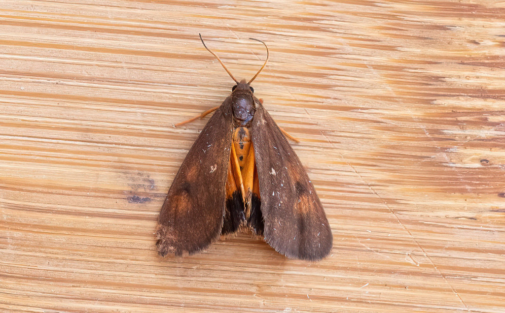 Virbia rindgei