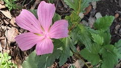 Malope malacoides
