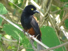 Ploceus castaneofuscus