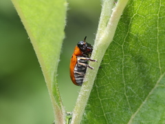 Coptocephala pallens