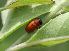 Coptocephala pallens