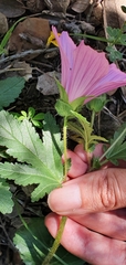 Malope malacoides