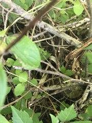 Malaclemys terrapin terrapin