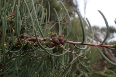 Hakea megadenia