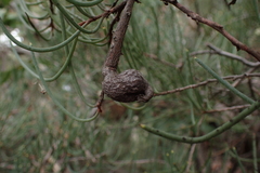 Hakea megadenia