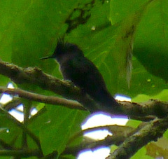 Orthorhyncus cristatus