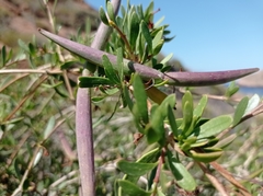 Periploca laevigata angustifolia