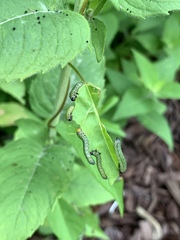 Sphacophilus cellularis