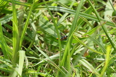 Pyropteron chrysidiforme