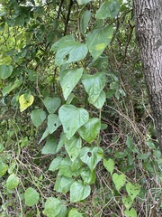 Aristolochia tomentosa