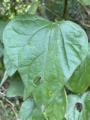 Aristolochia tomentosa