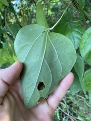 Aristolochia tomentosa