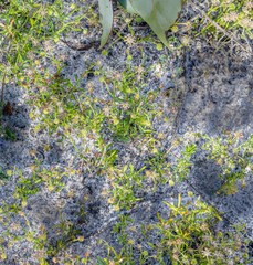 Opercularia vaginata