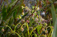 Opercularia vaginata