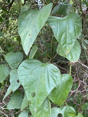 Aristolochia tomentosa