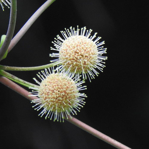 Adina cordifolia, photograph 6