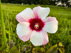 Hibiscus laevis