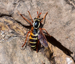 Mitrodetus dentitarsis