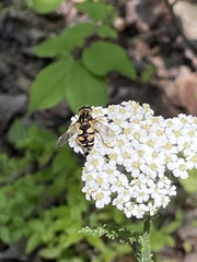 Helophilus obscurus