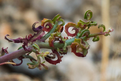 Eulobus