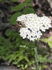 Helophilus obscurus