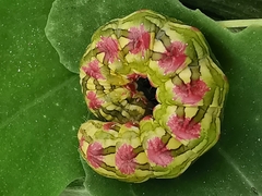 Cucullia chamomillae