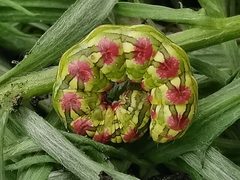 Cucullia chamomillae