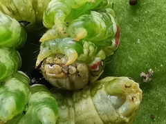 Cucullia chamomillae