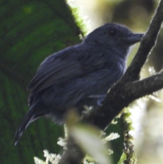 Thamnophilus murinus