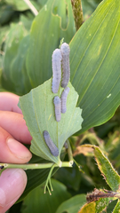 Phymatocerini
