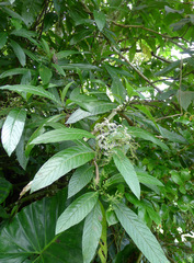 Tournefortia filiflora