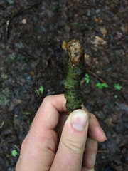 Erethizon dorsatum dorsatum