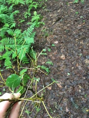 Erethizon dorsatum dorsatum