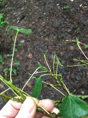 Erethizon dorsatum dorsatum