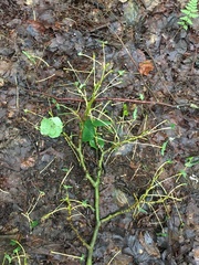 Erethizon dorsatum dorsatum