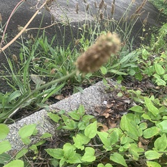 Plantago lanceolata