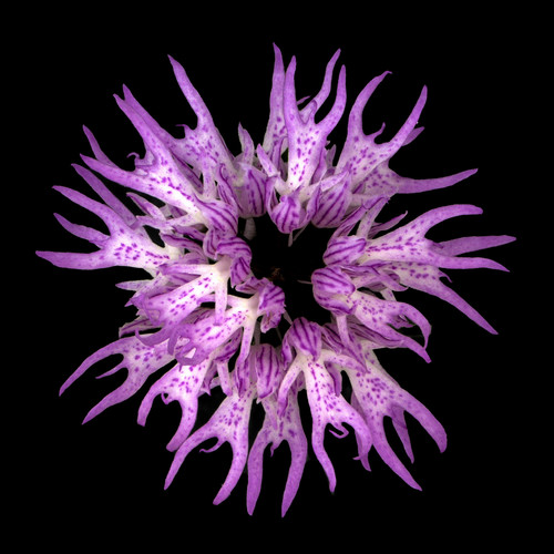 Representative image of Orchis italica